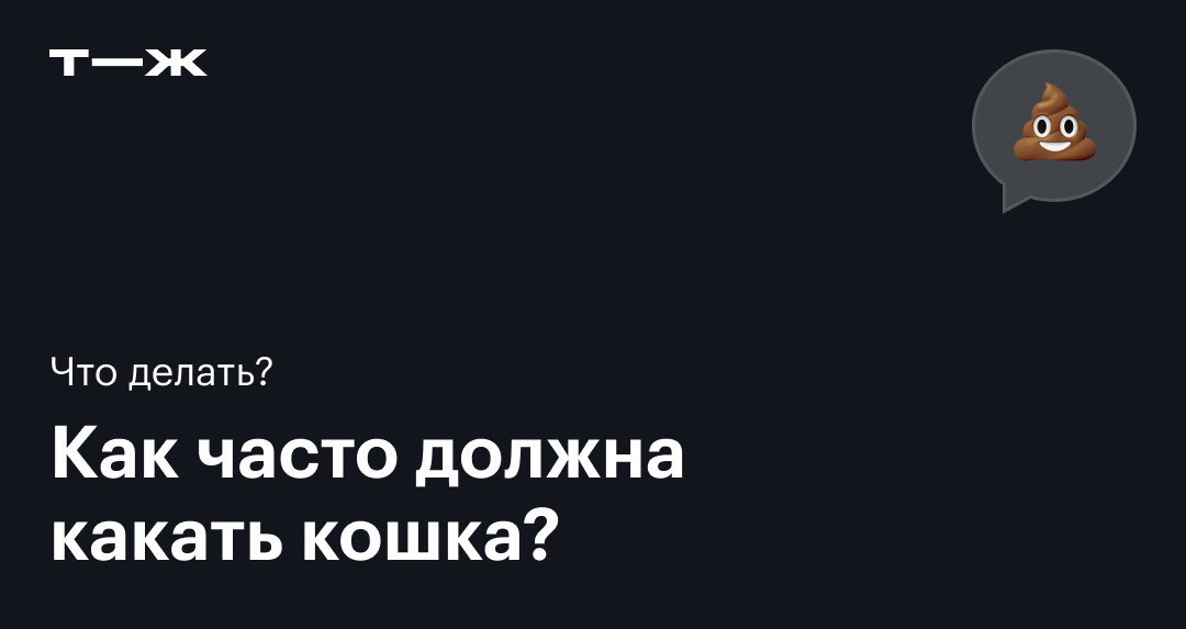 Запор у кошки или кота - причины, профилактика и первая помощь | armavirakb.ru