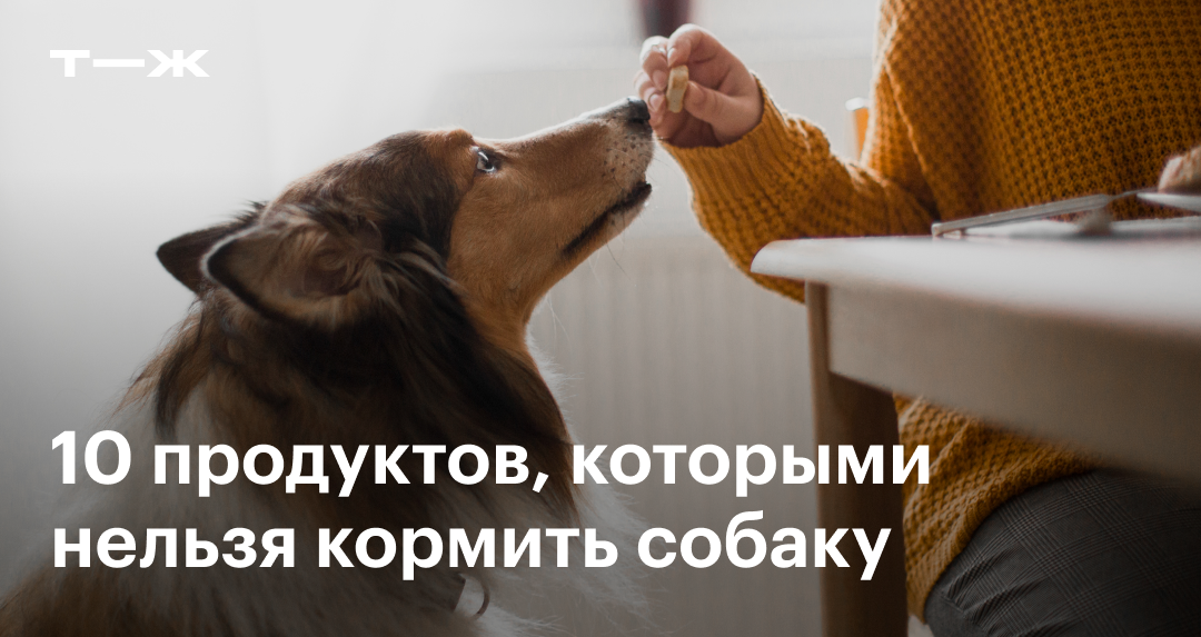 Собака проглотила инородное тело. Что делать? ⭐ Блог клиники Доктор Сет ⭐