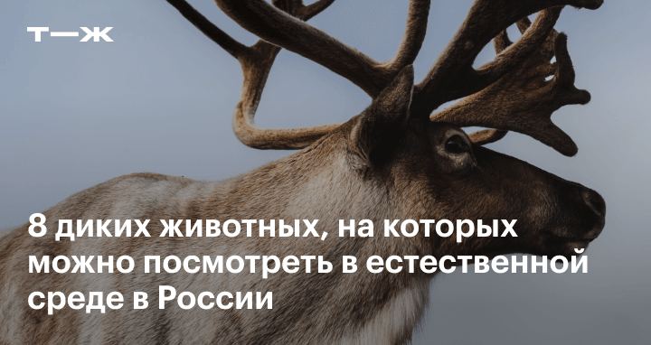 Дикие животные, на которых можно посмотреть в естественной среде в России