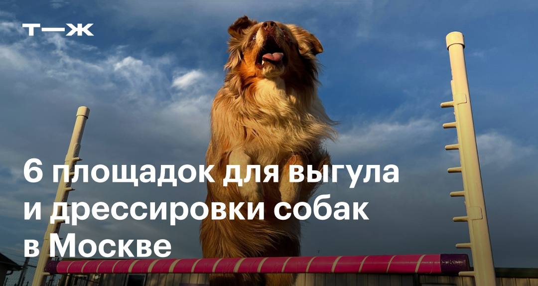 Собачьи площадки в Москве: для выгула и дрессировки