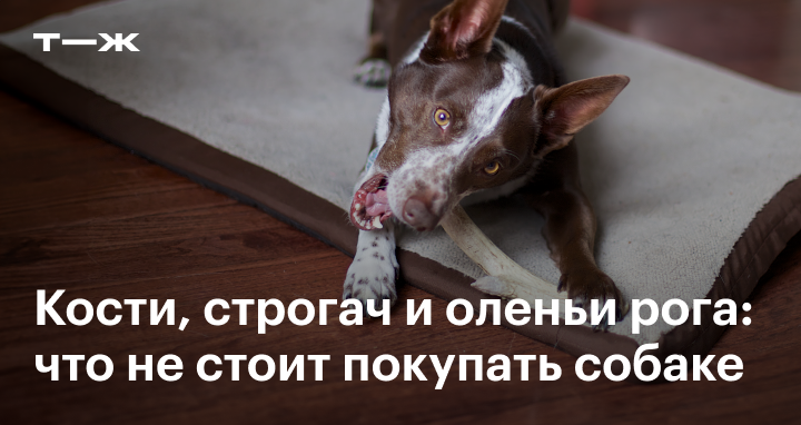 Опасные и вредные игрушки для собак, которые не стоит покупать