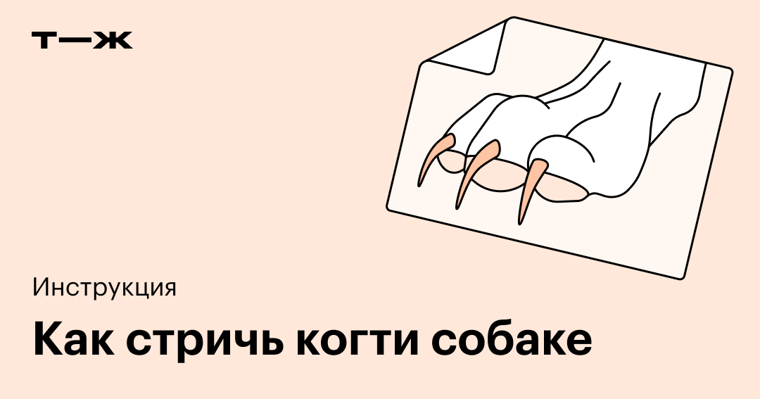 Как стричь когти собаке правильно