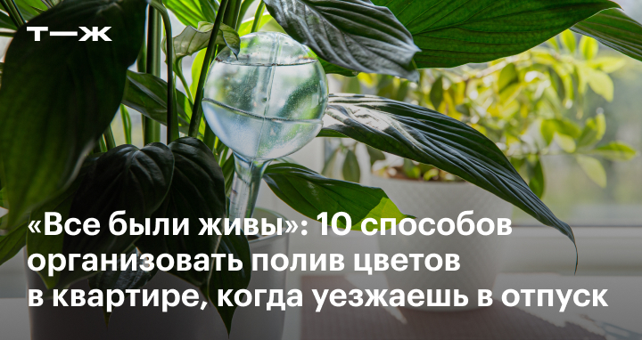 Как помочь комнатным цветам пережить отпуск хозяев - Российская газета