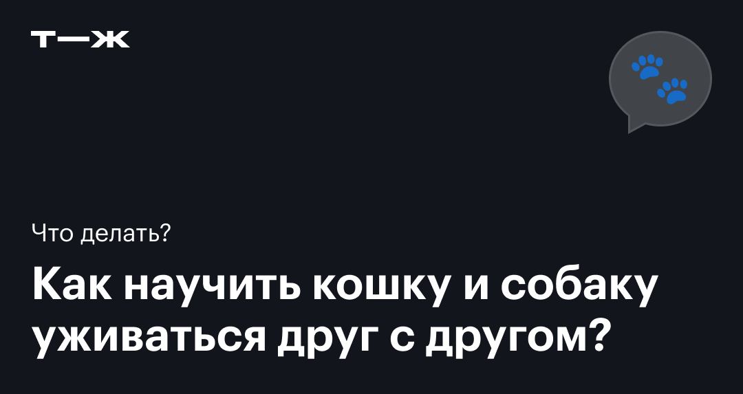 Как подружить кошку с собакой