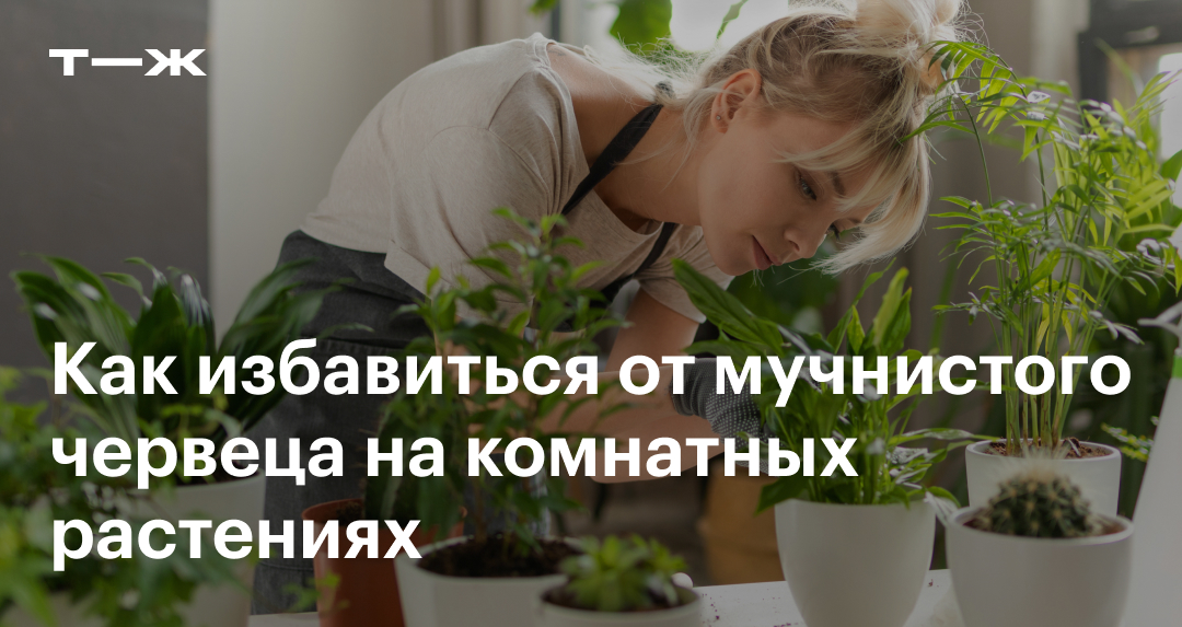 Мучнистый червец: что это, как выглядит, как избавиться на комнатных ...