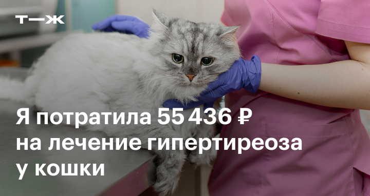 Кровь в кале у кошки | Purina ONE