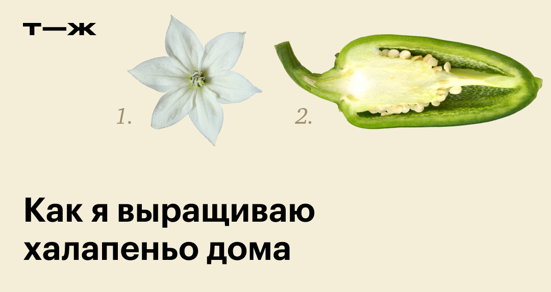 Перец халапеньо: как вырастить в домашних условиях из семян
