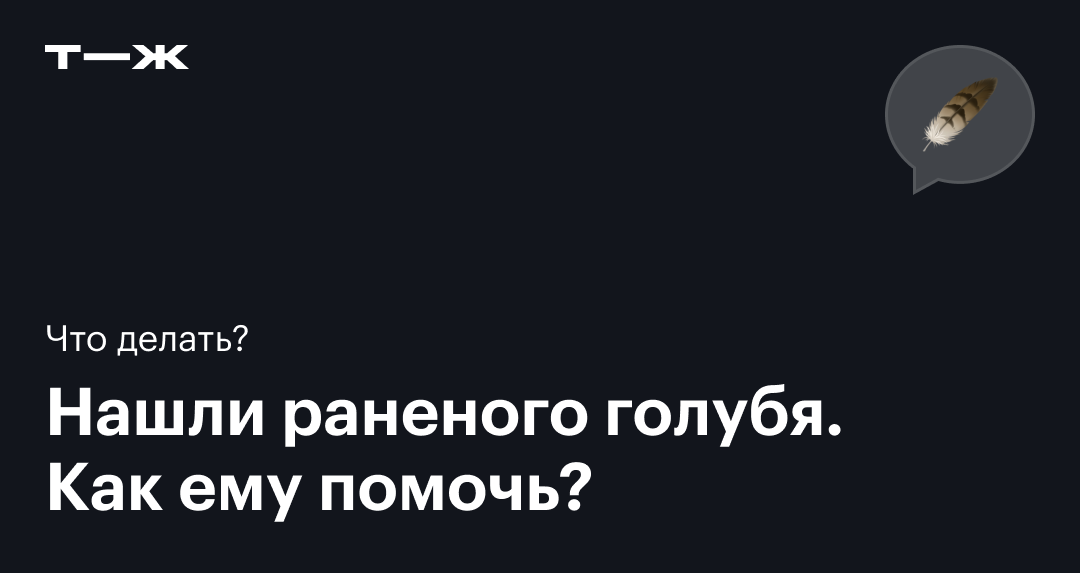 Что делать, если нашел птицу?