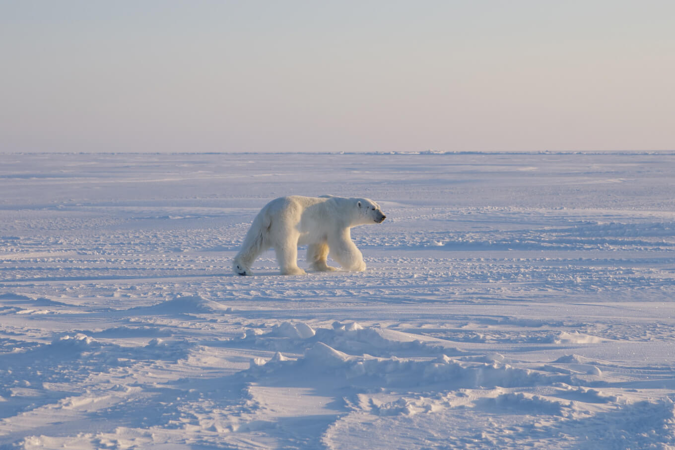 Белый медведь возле лагеря