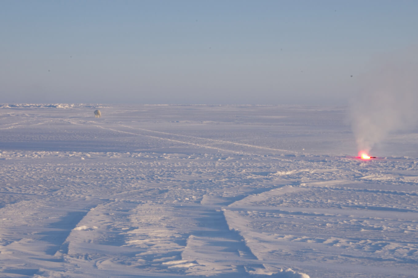 Как отпугнуть медведя пиротехникой