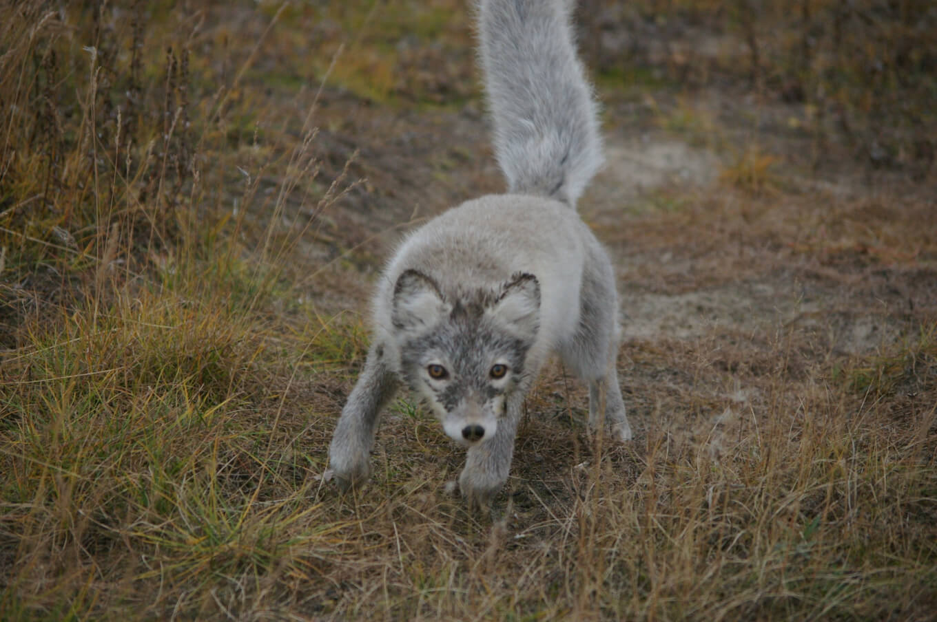Песец возле экспедиционного лагеря