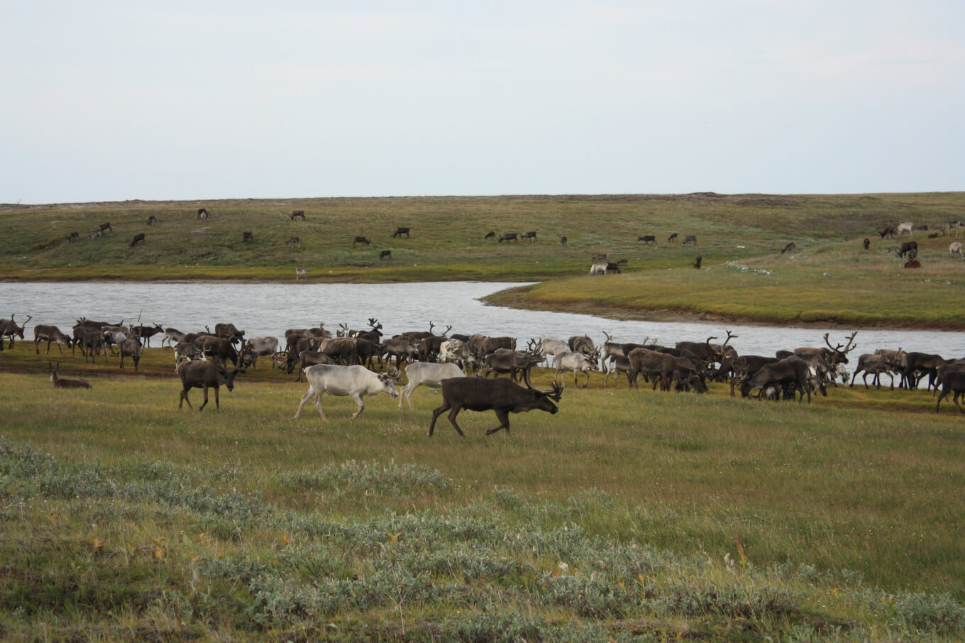 Стадо домашних оленей в Тундре