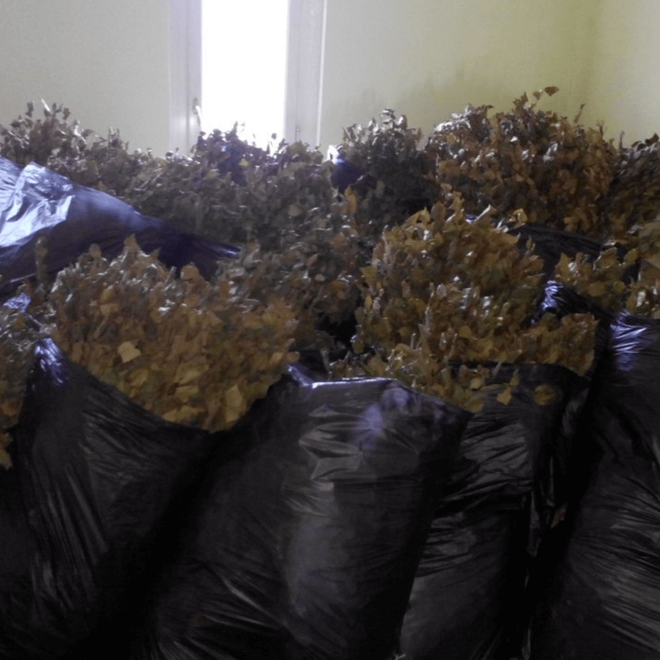 Партия веников