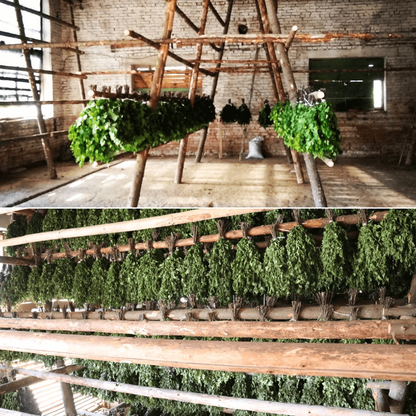 Как выглядит сушка веников на производстве