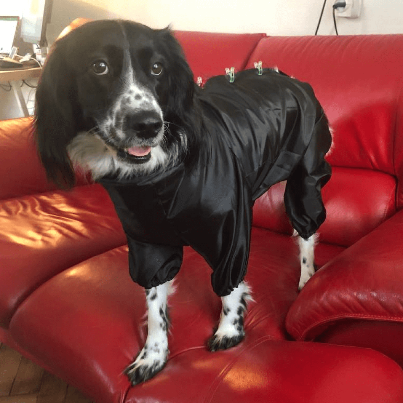 Примерка дождевика для собаки