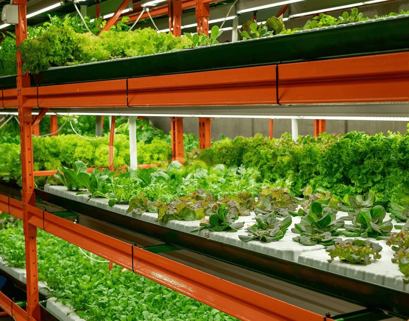 Как выглядит вертикальная ферма