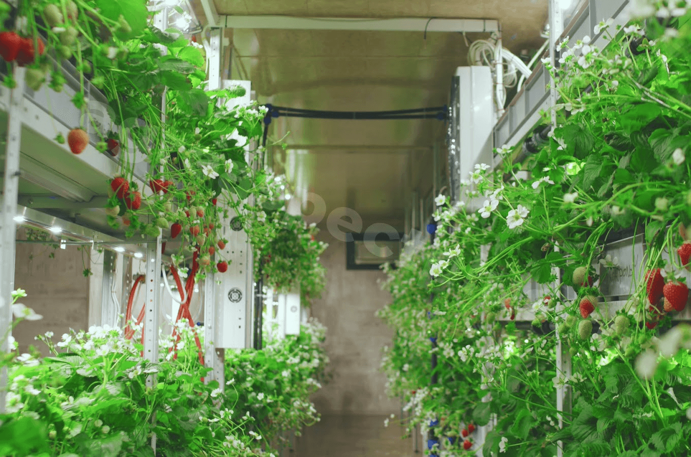 Железные стеллажи для выращивания растений