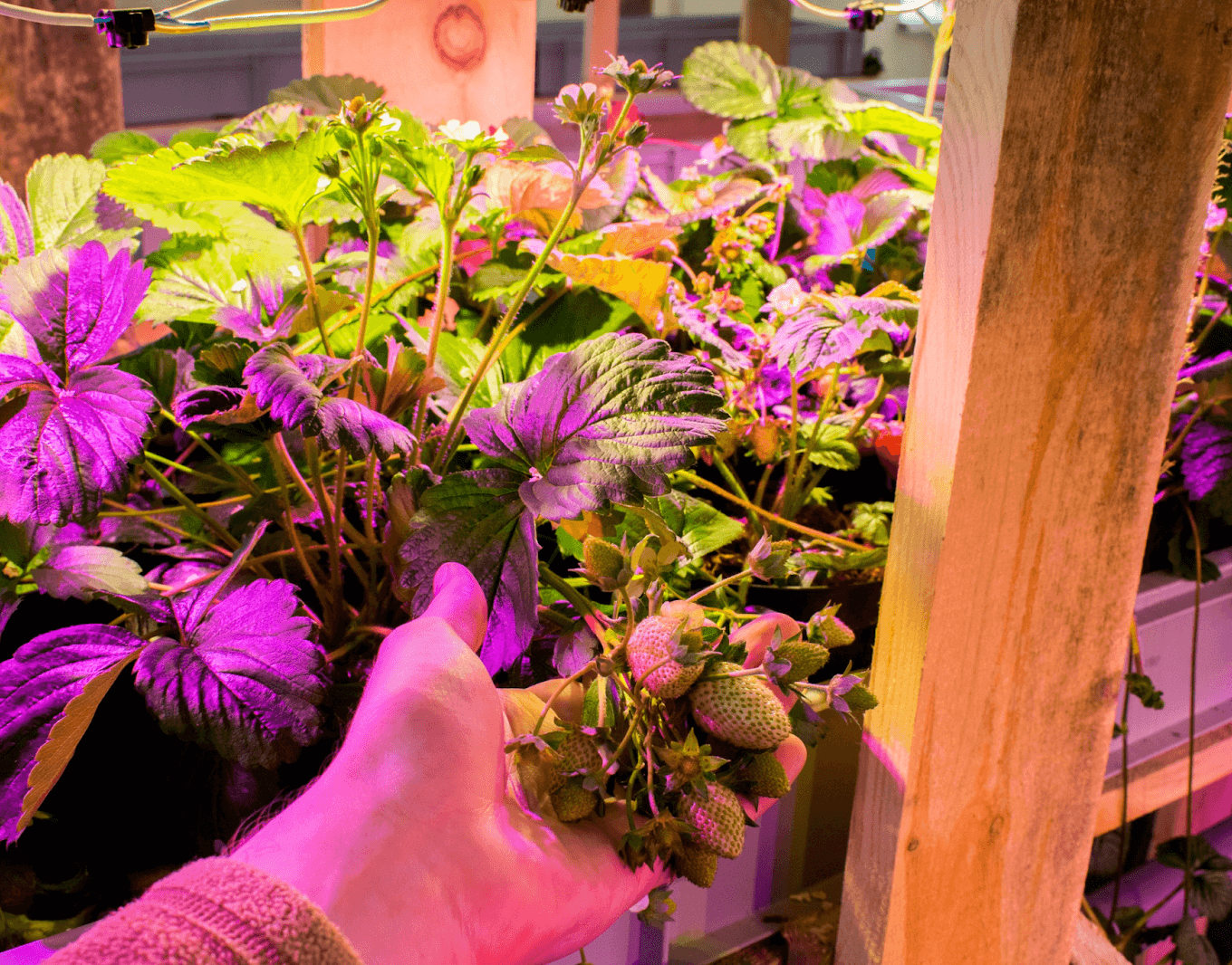 Стеллажи для фермы из горбыля