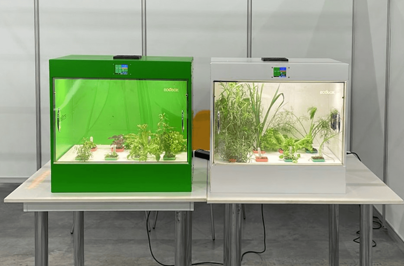 Экобокс для выращивания зелени