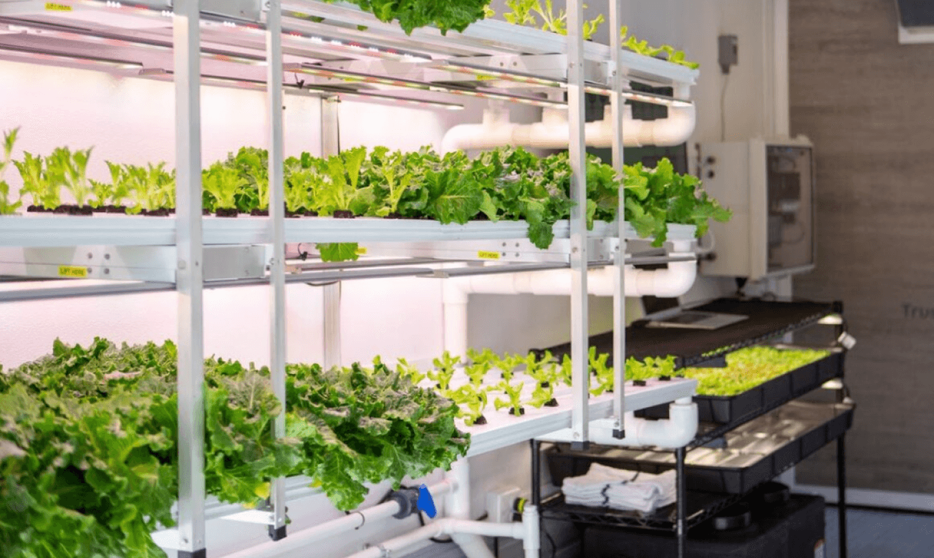 Вертикальные фермы iFarm