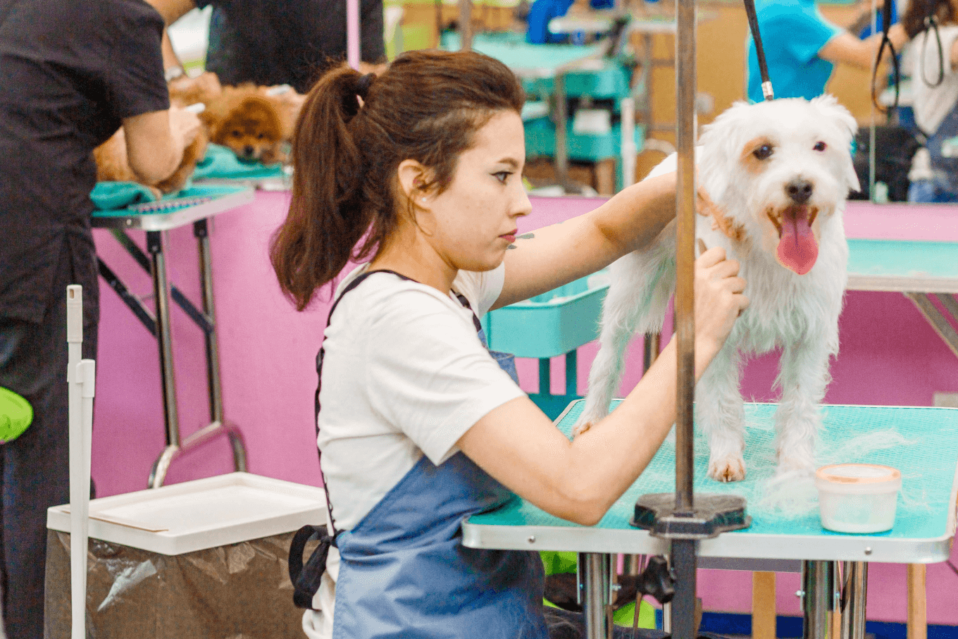 Практика учеников в Академии груминга