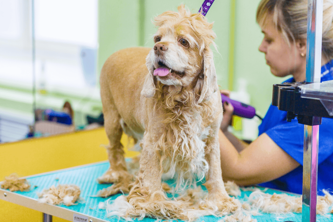 Мастера груминга изучают зоопсихологию