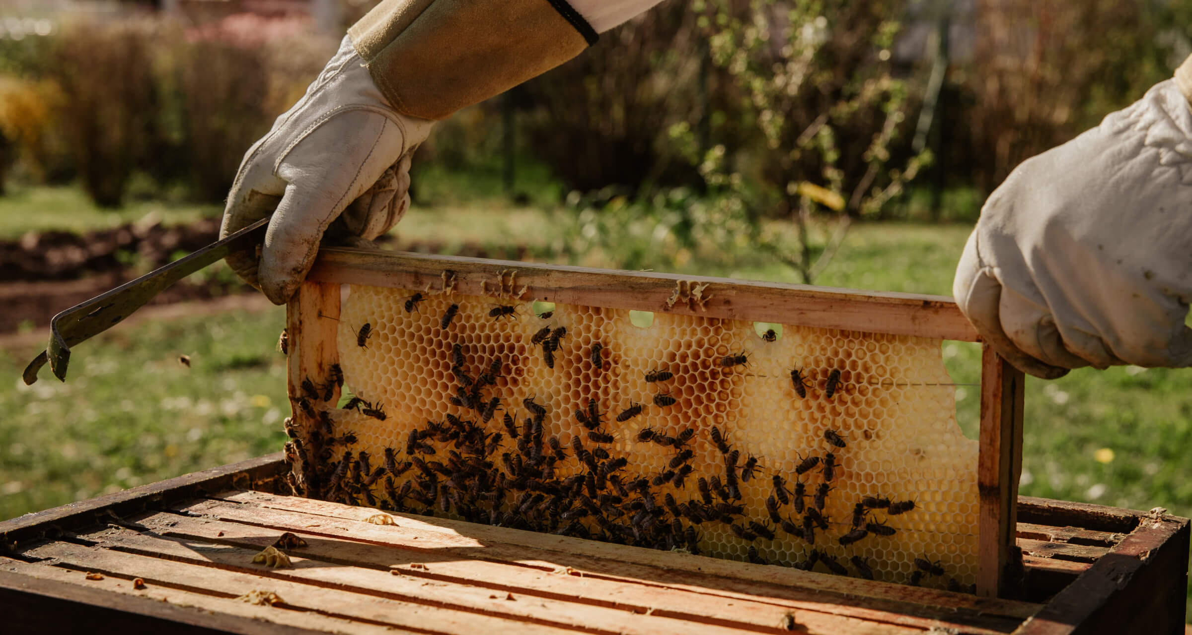 «Нужно не бояться делиться своей любовью»: как развивать пасеку на Алтае