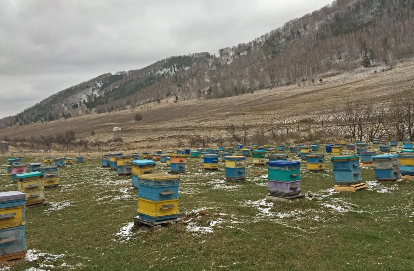 Пасека на Горном Алтае