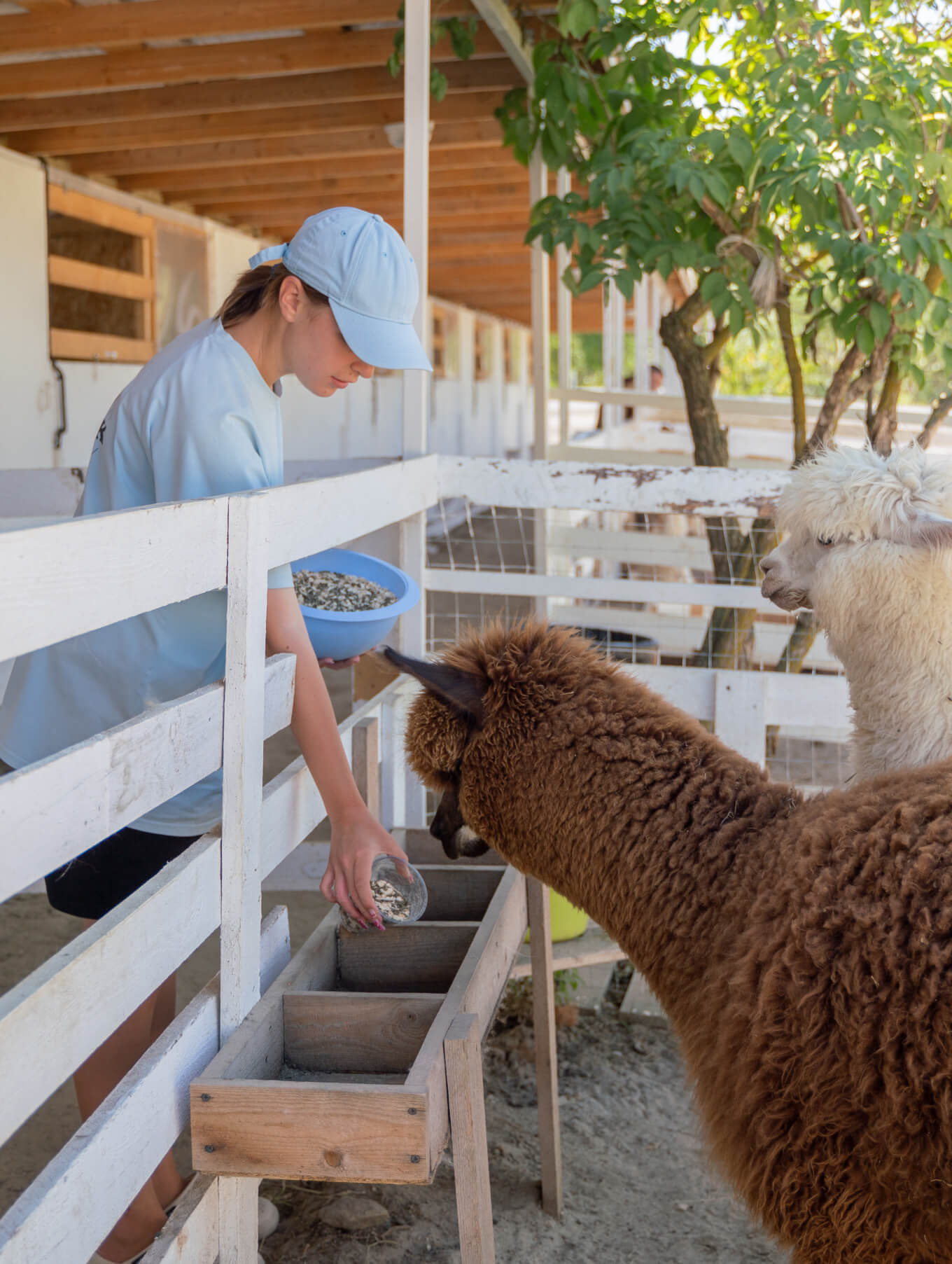 Альпаки на ферме