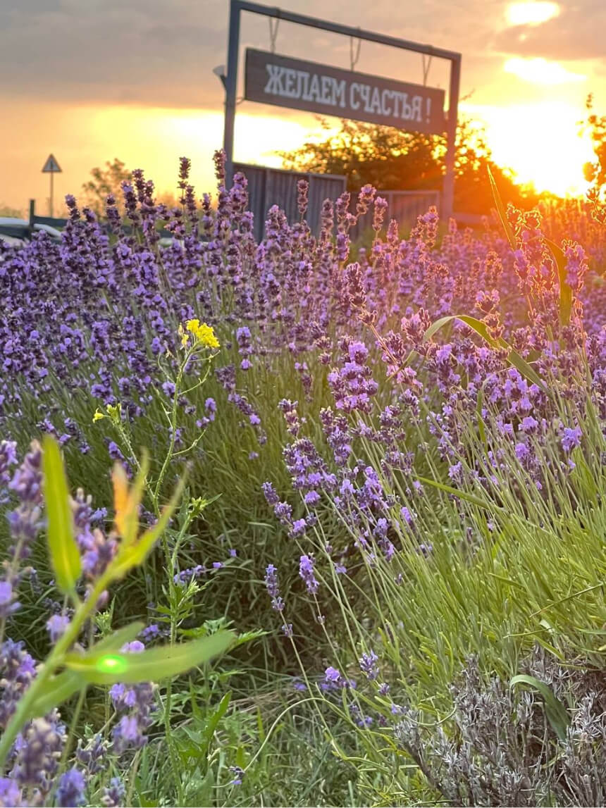 Цветение лаванды в июле
