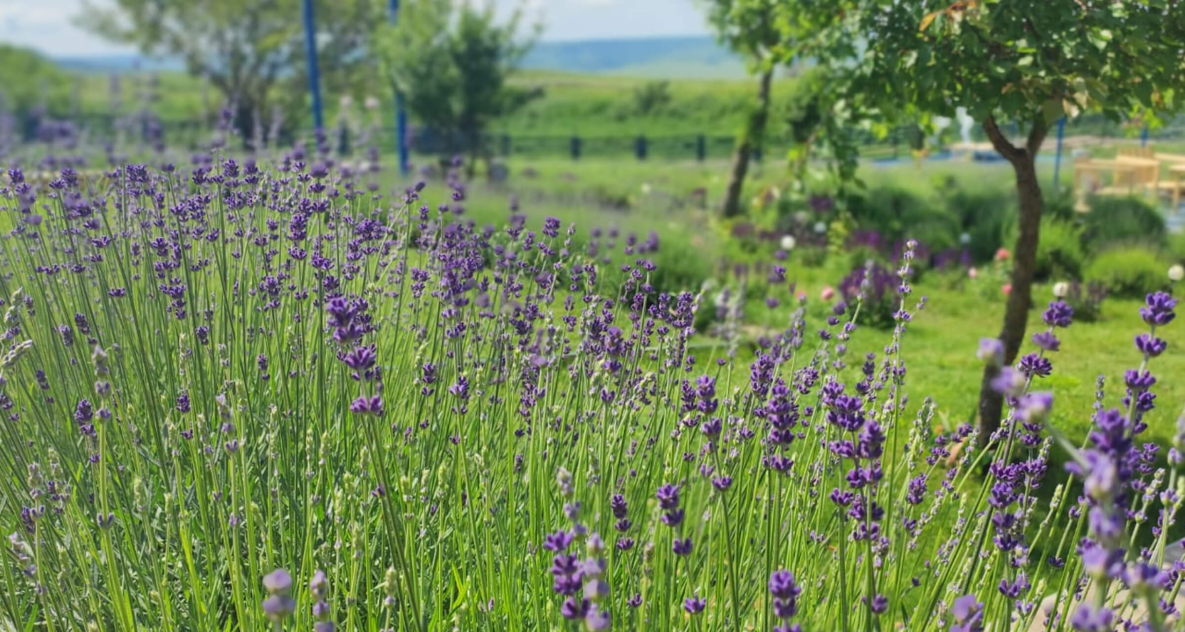 «Смешно иметь поле и ничего не выращивать»: как делать бизнес на лаванде