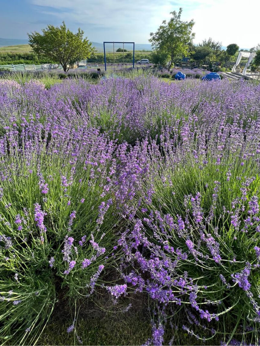 Как цветет лаванда