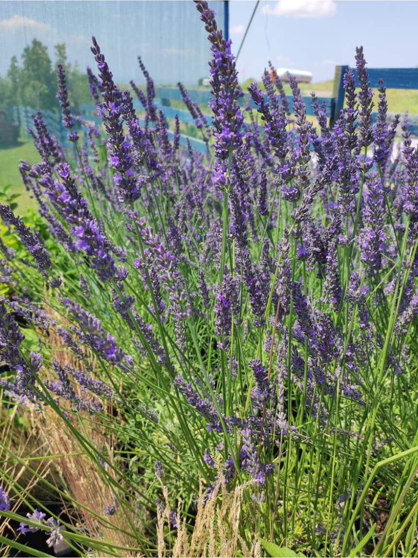 Чем лавандин отличается от лаванды