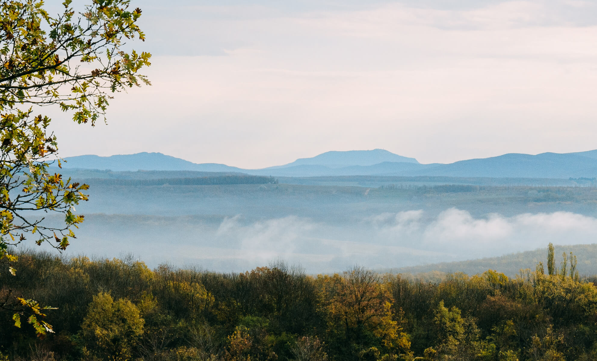 фотографии с пасеки