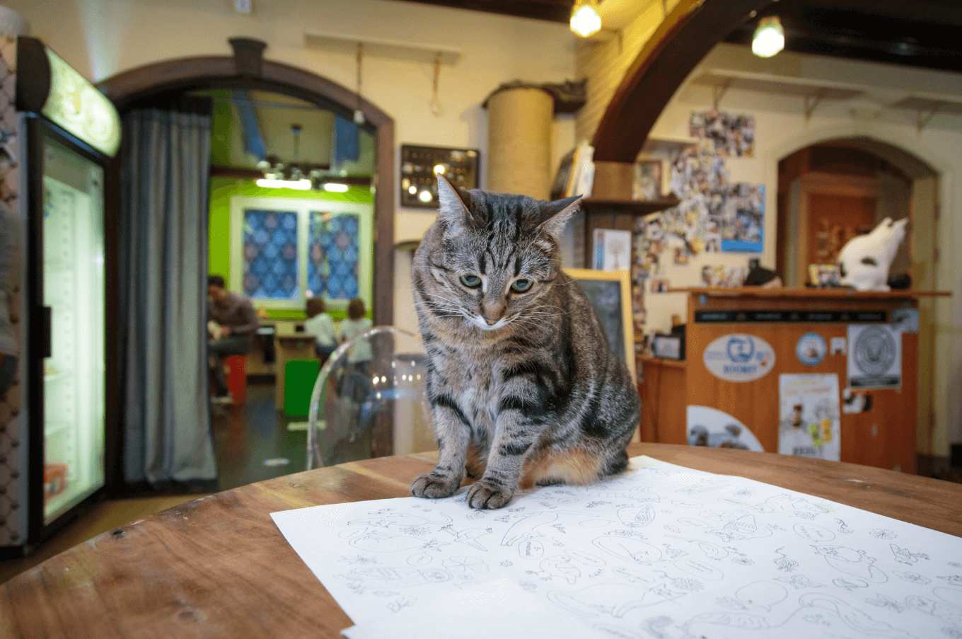 Антикафе «Котики и люди»