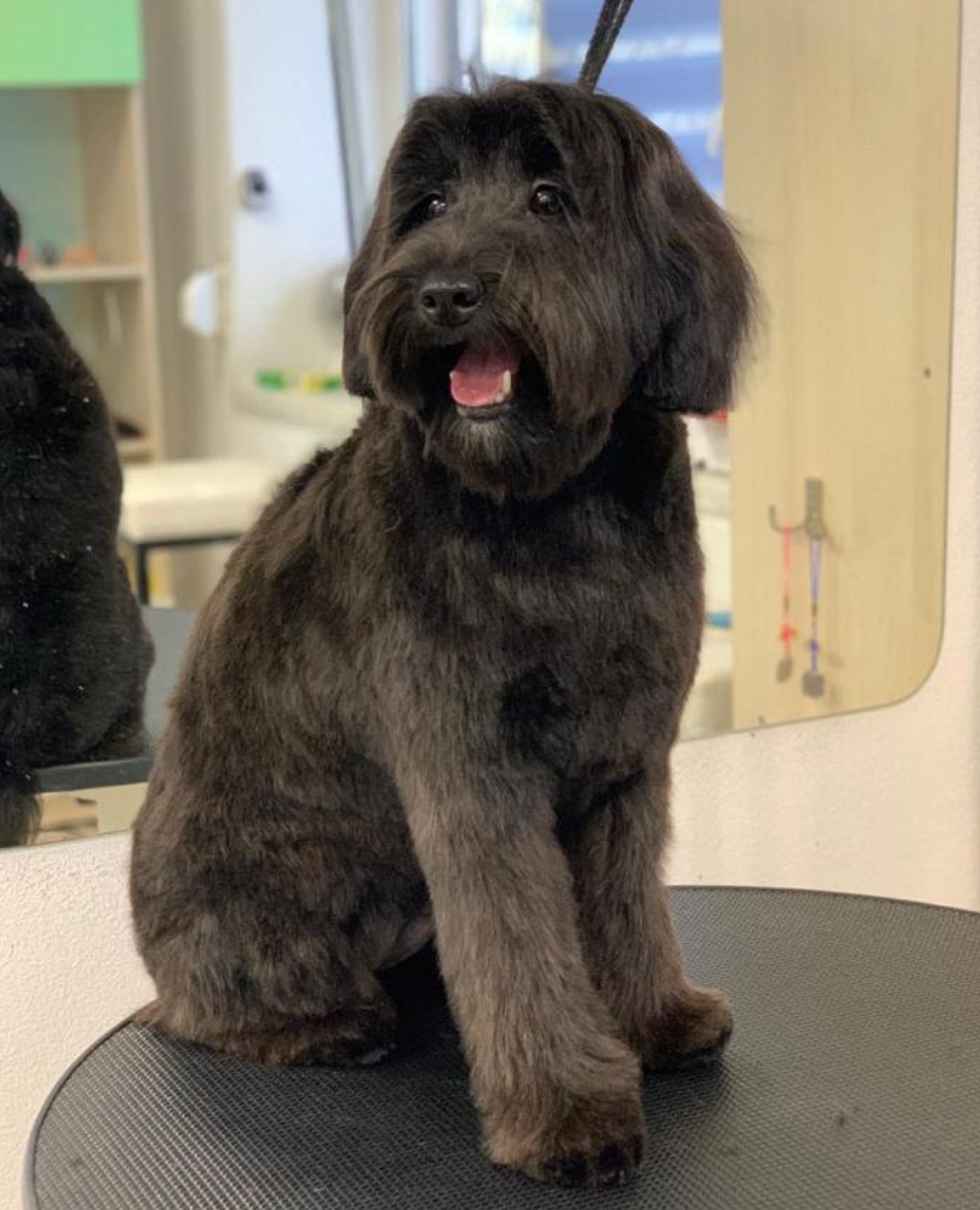 австралийский коббердог