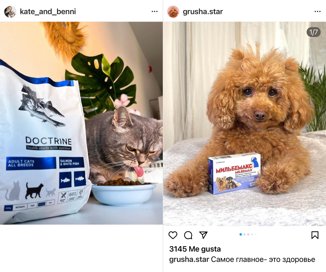 Реклама у блогеров-животных