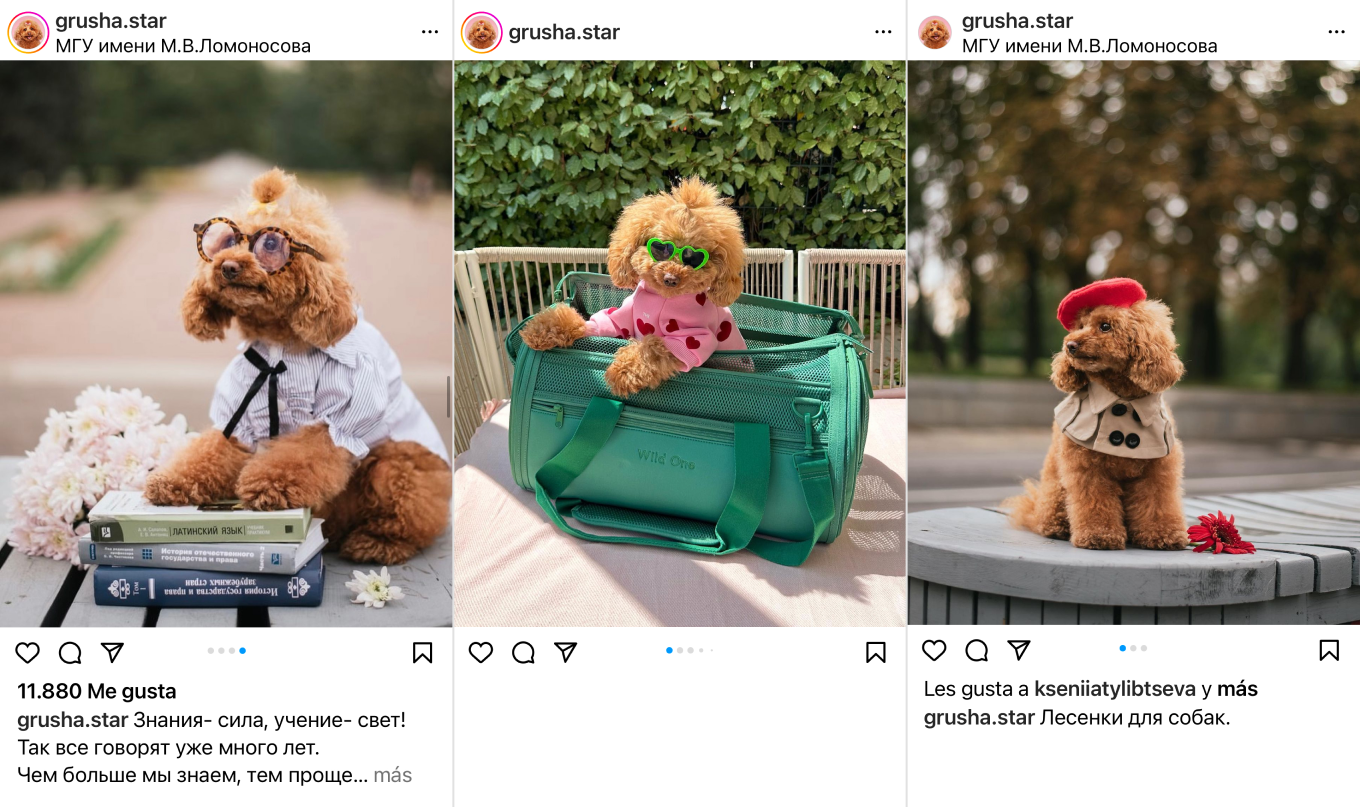 Пудель Груша Стар