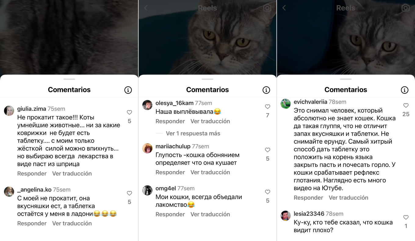 Как дать таблетку кошке