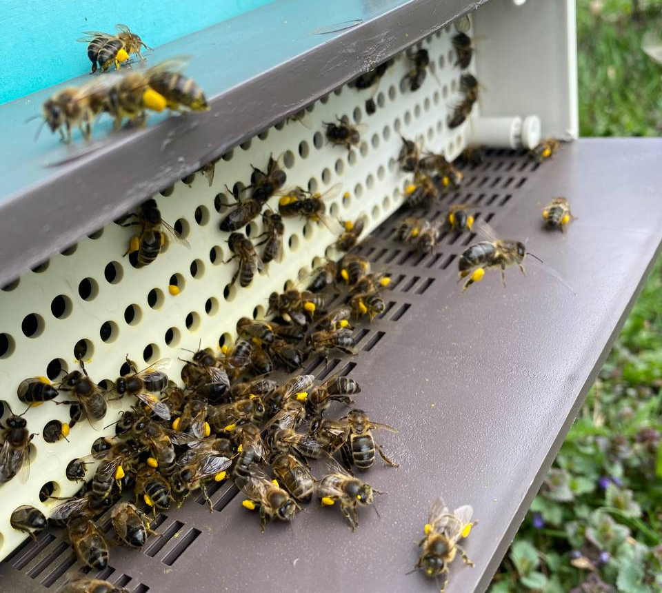 Пчелы породы Карника