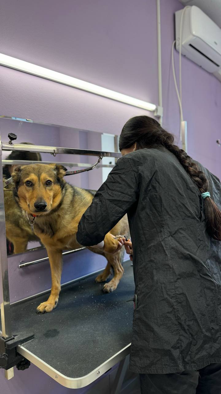 Как правильно стричь собаку