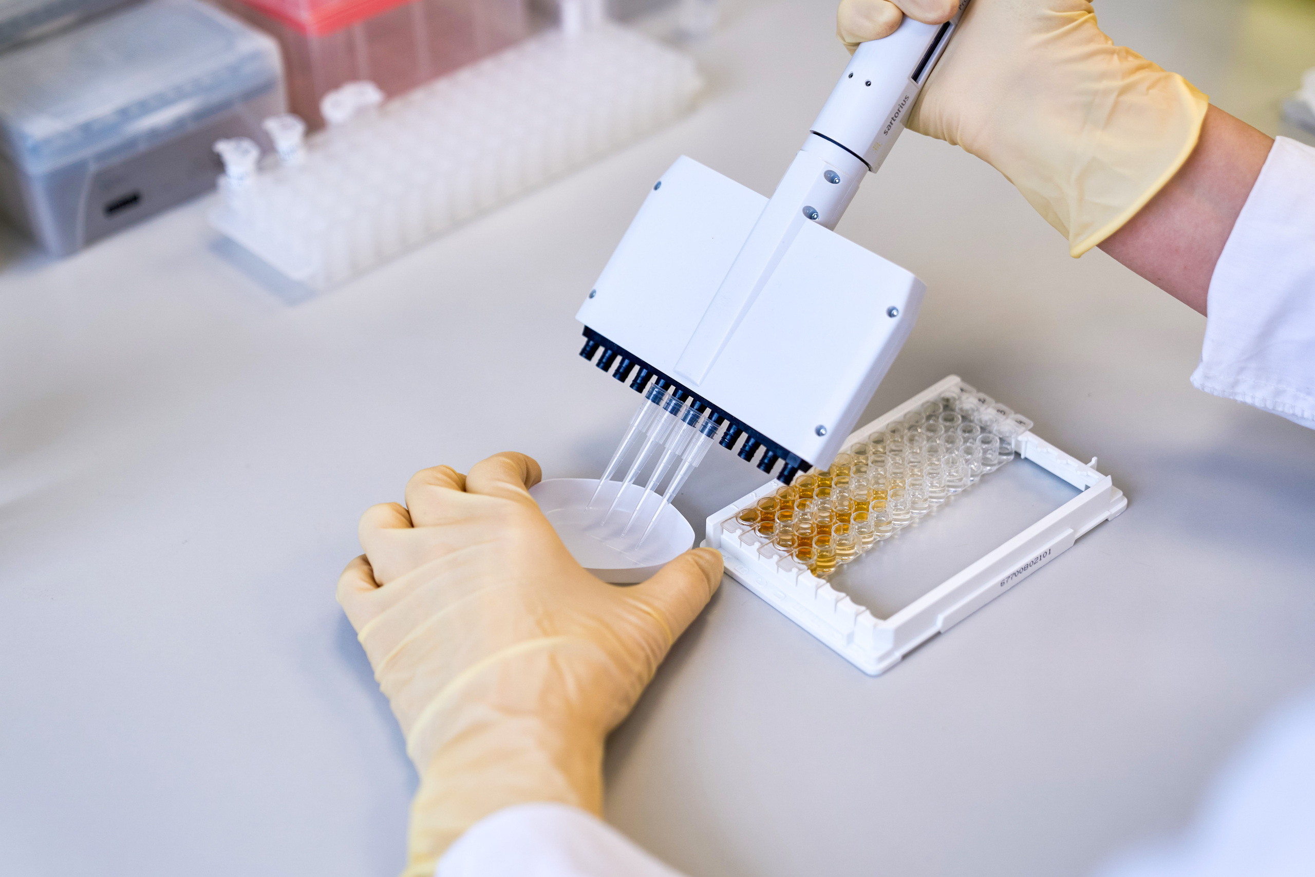 Руки лаборанта в перчатках используют многоканальный пипетор для дозирования жидкости в лабораторный планшет с образцами