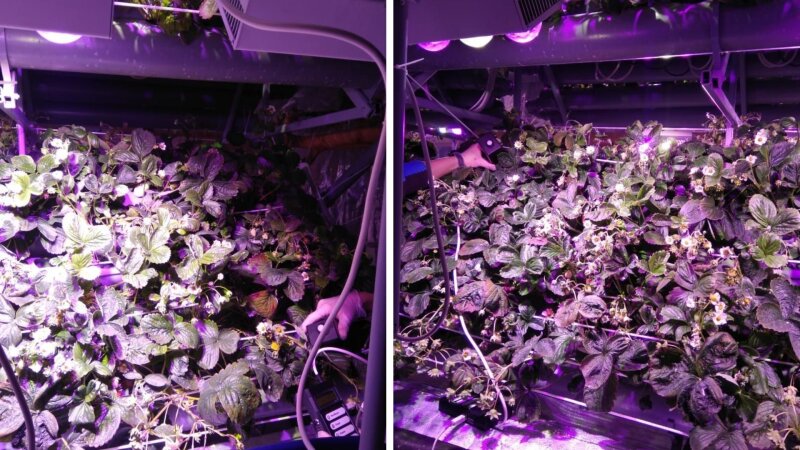 Выращивание клубники