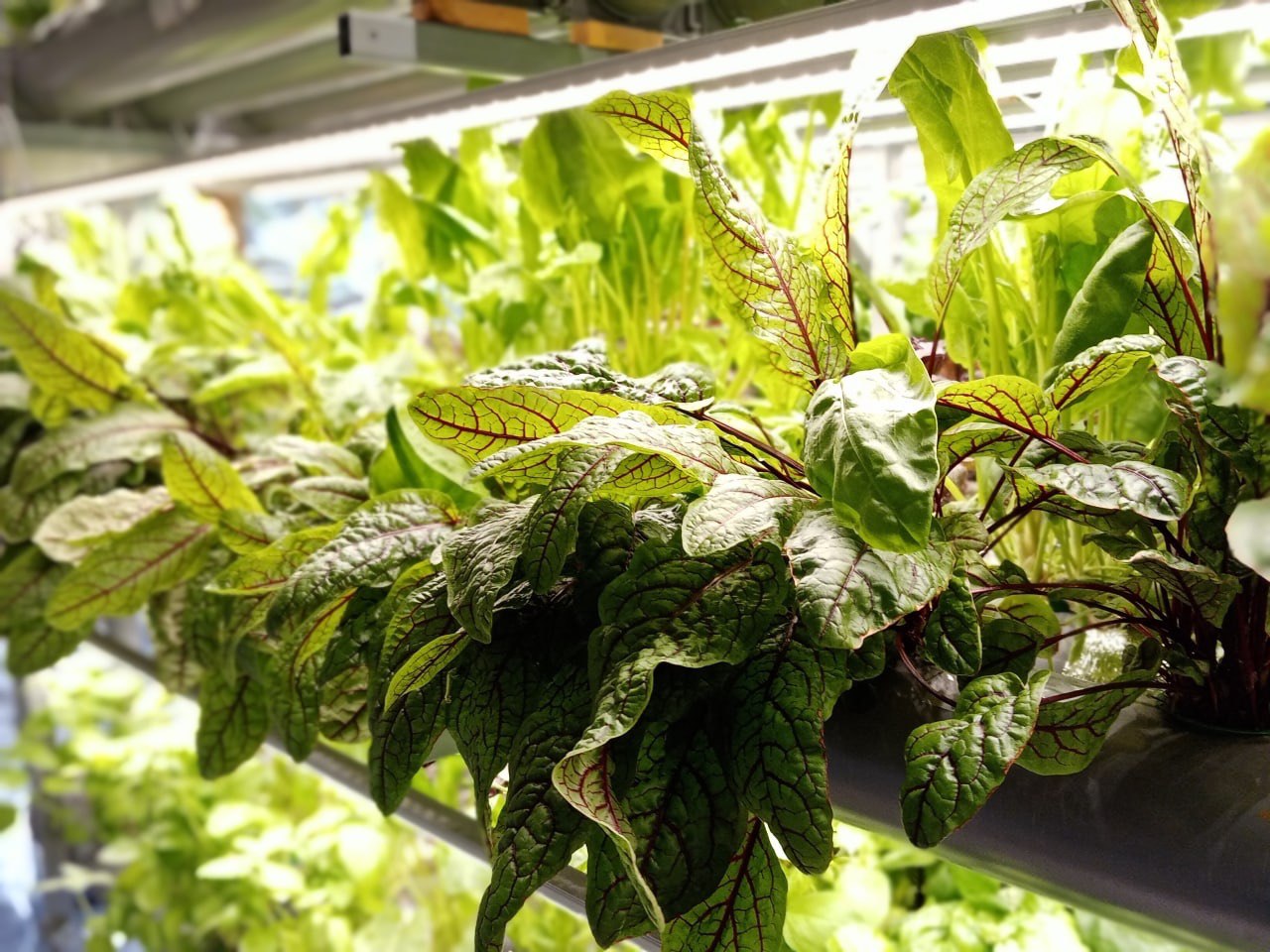 Выращивание щавеля