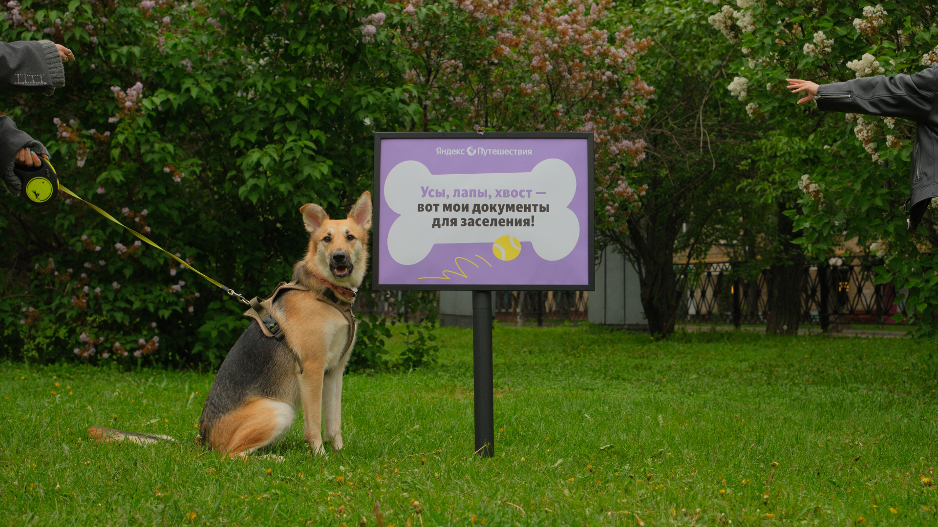 Рекламная кампания для собак, а не их владельцев