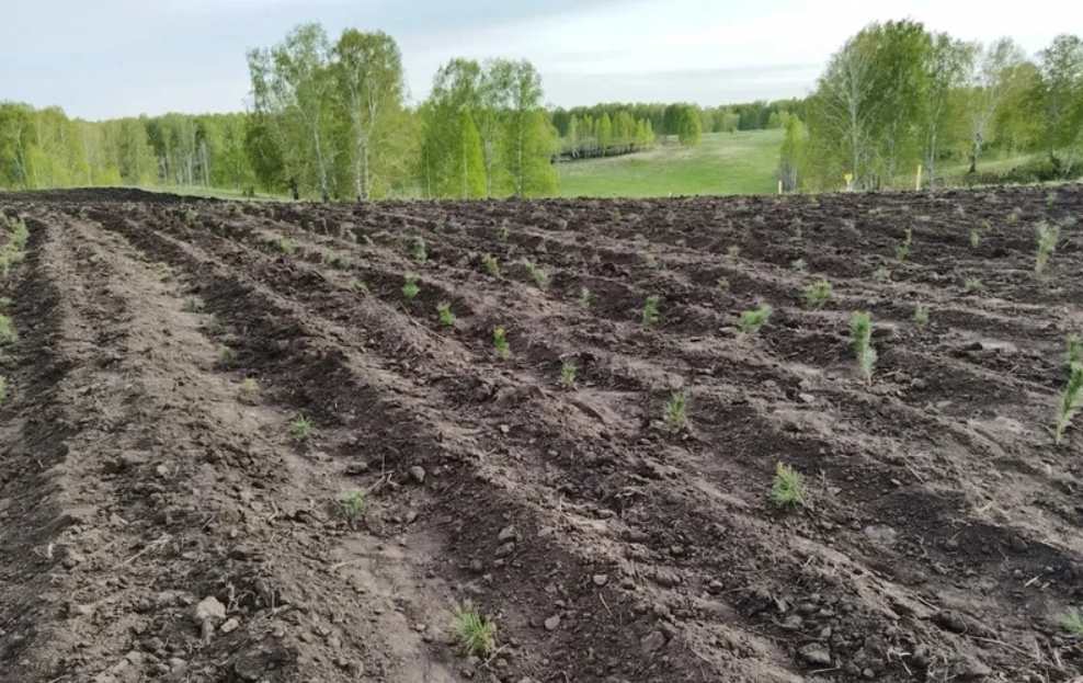 Саженцы кедровой сибирской сосны на участке 8 га