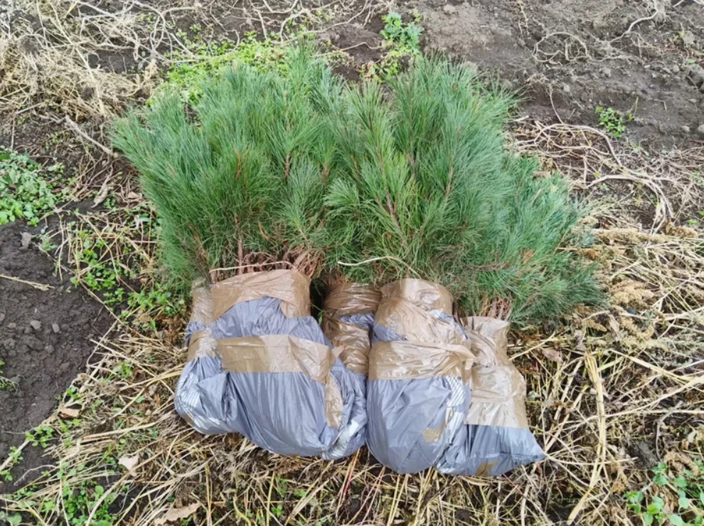 Упаковали саженцы сосны к транспортировке