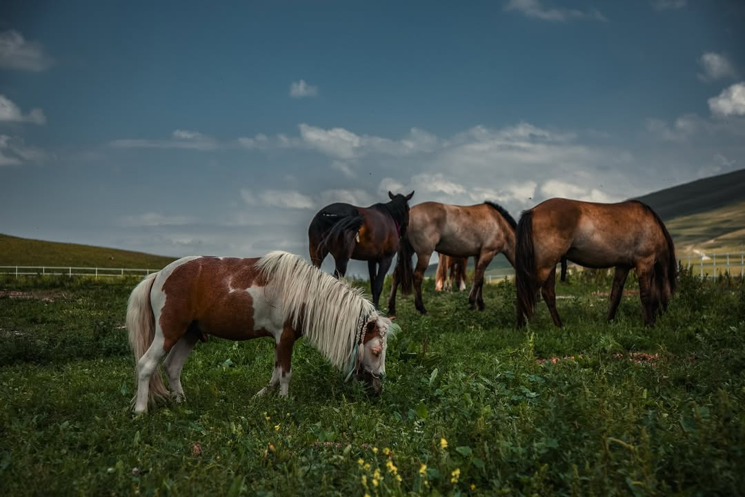 Фотография лошадей
