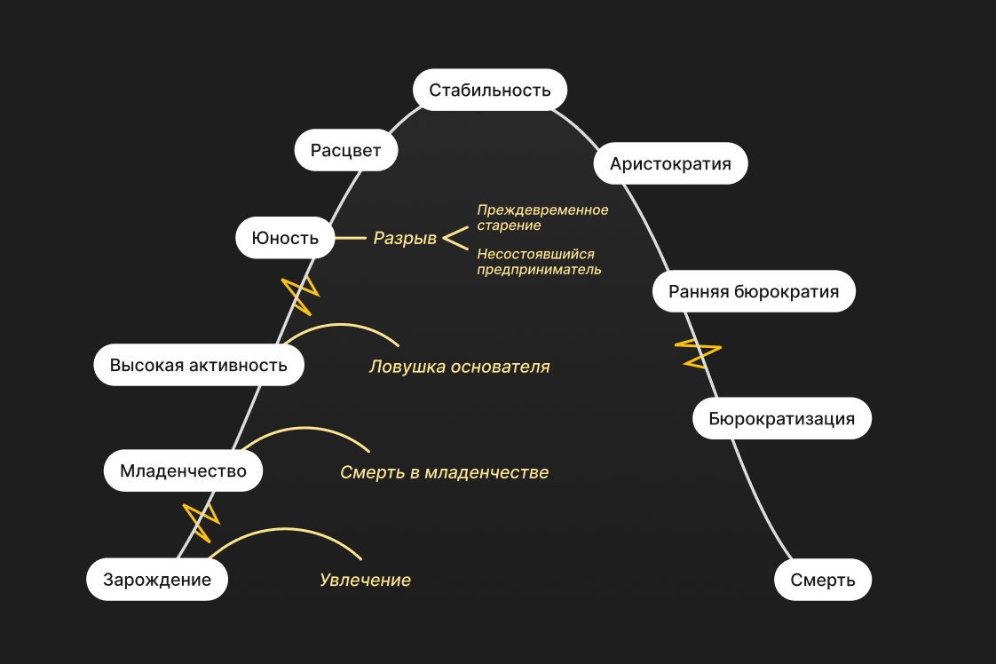 Схема этапов жизненного цикла: Зарождение, Младенчество, Давай-давай, Юность, Расцвет, Стабильность, фазы старения и Смерть