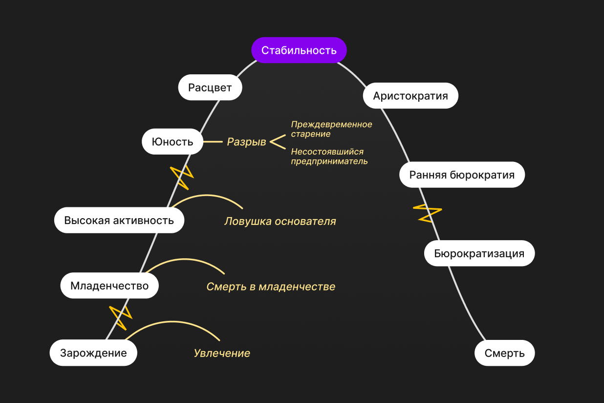 Схема этапов жизненного цикла компании. Выделен этап «Стабильность»